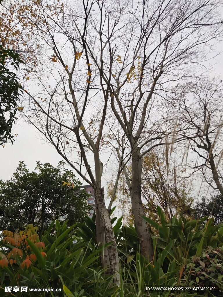 冬日枯树与繁茂绿植相映