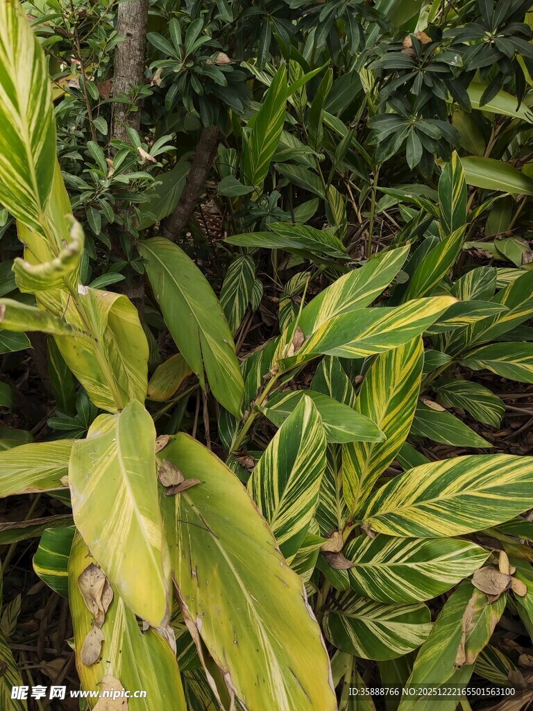翠绿斑斓的观叶植物