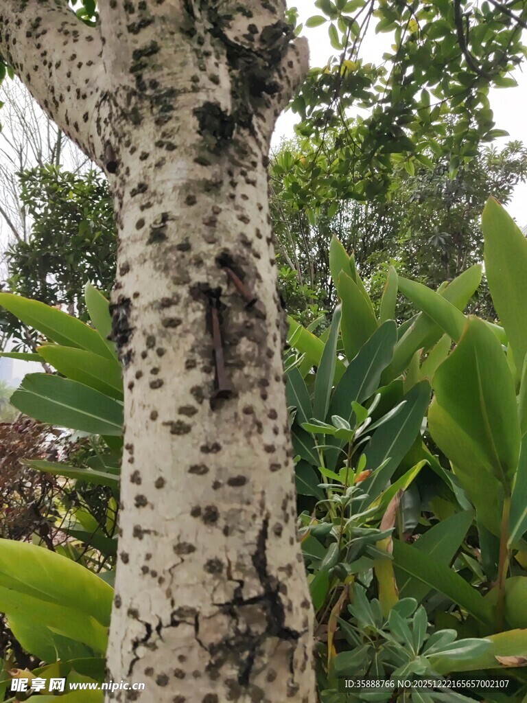 斑驳树干与葱郁绿植