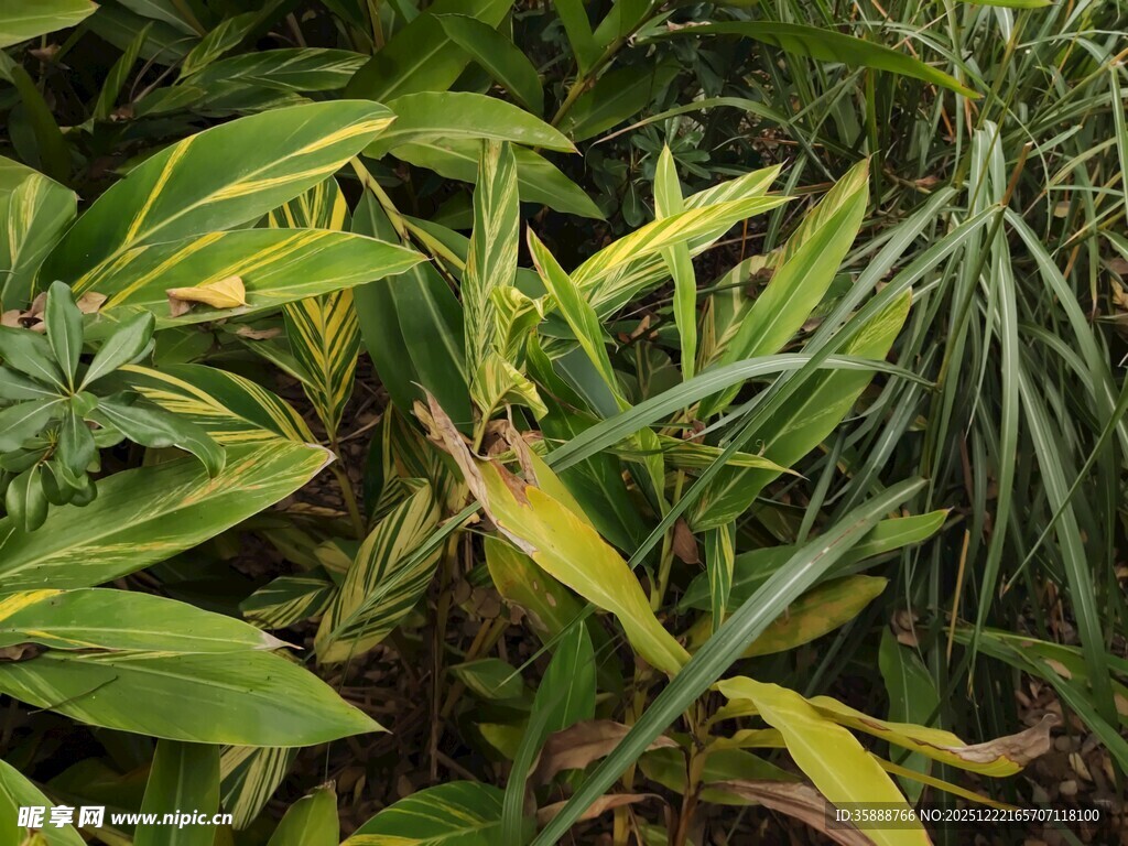 翠绿斑斓的热带观叶植物