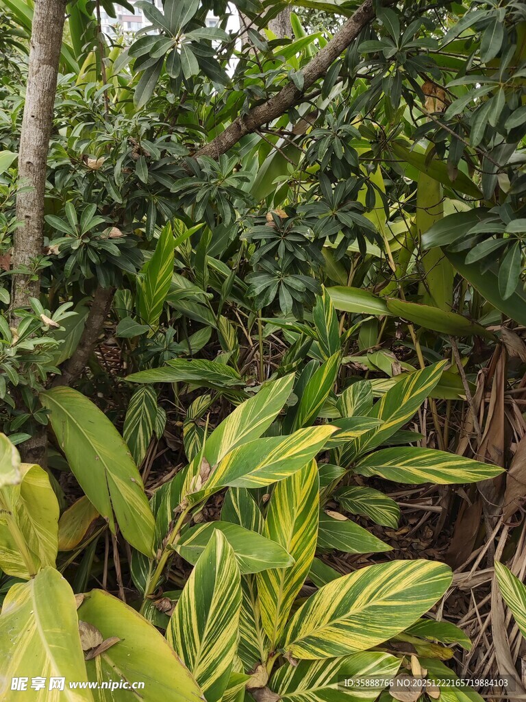 繁茂的热带植物景观