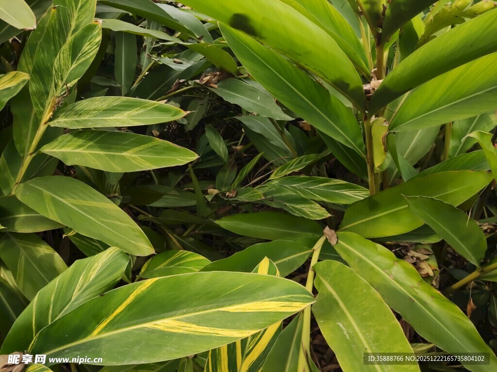 翠绿斑斓的植物叶片