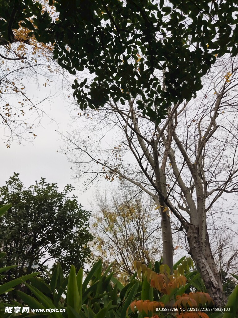 户外树木与多彩植物景观