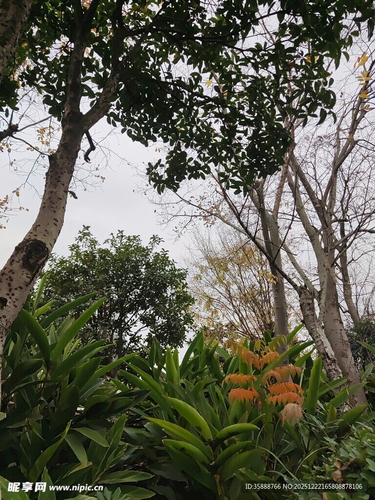 繁茂树林中的绿植与树木