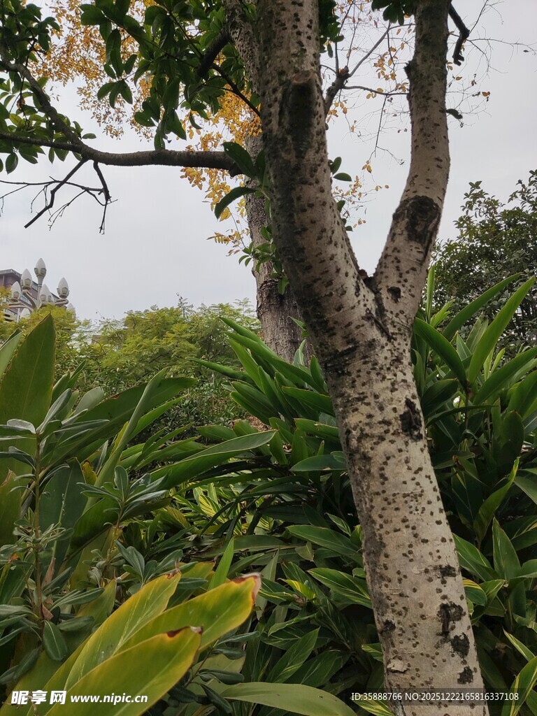 繁茂绿植中的树干景象