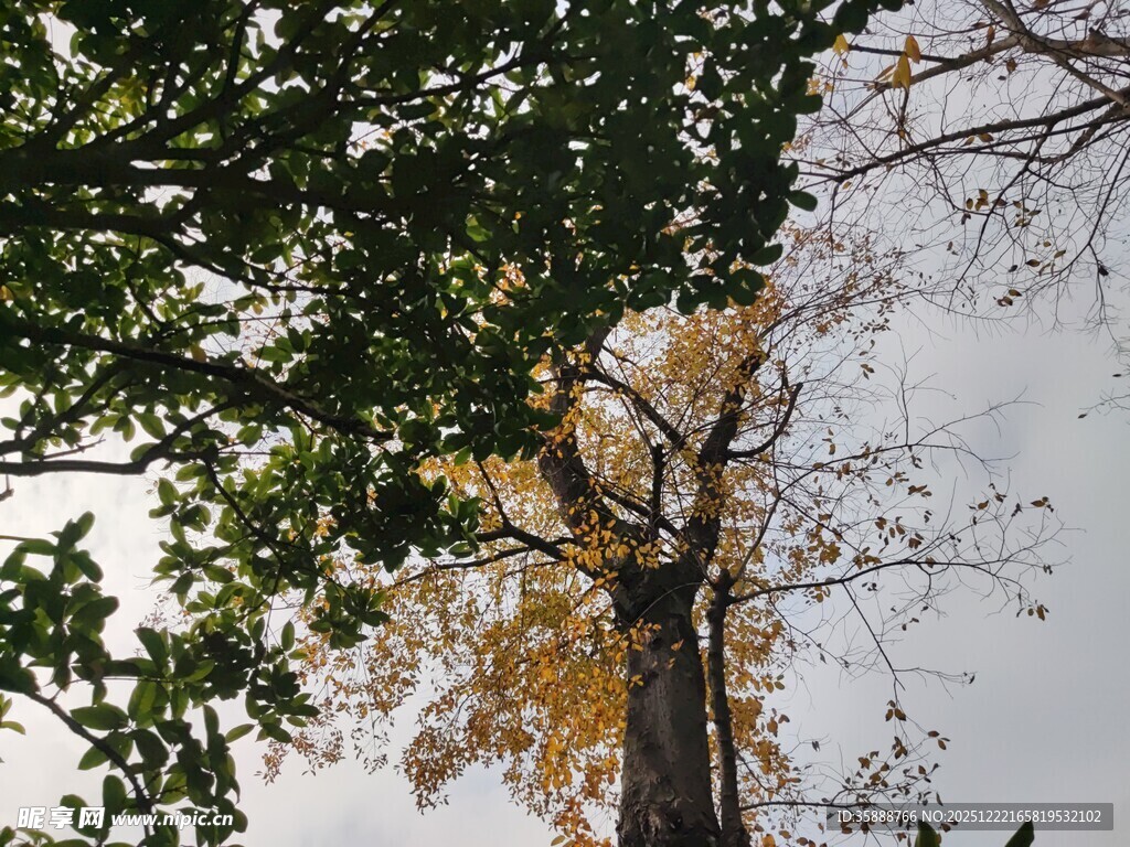 秋日林间挺拔树木景象