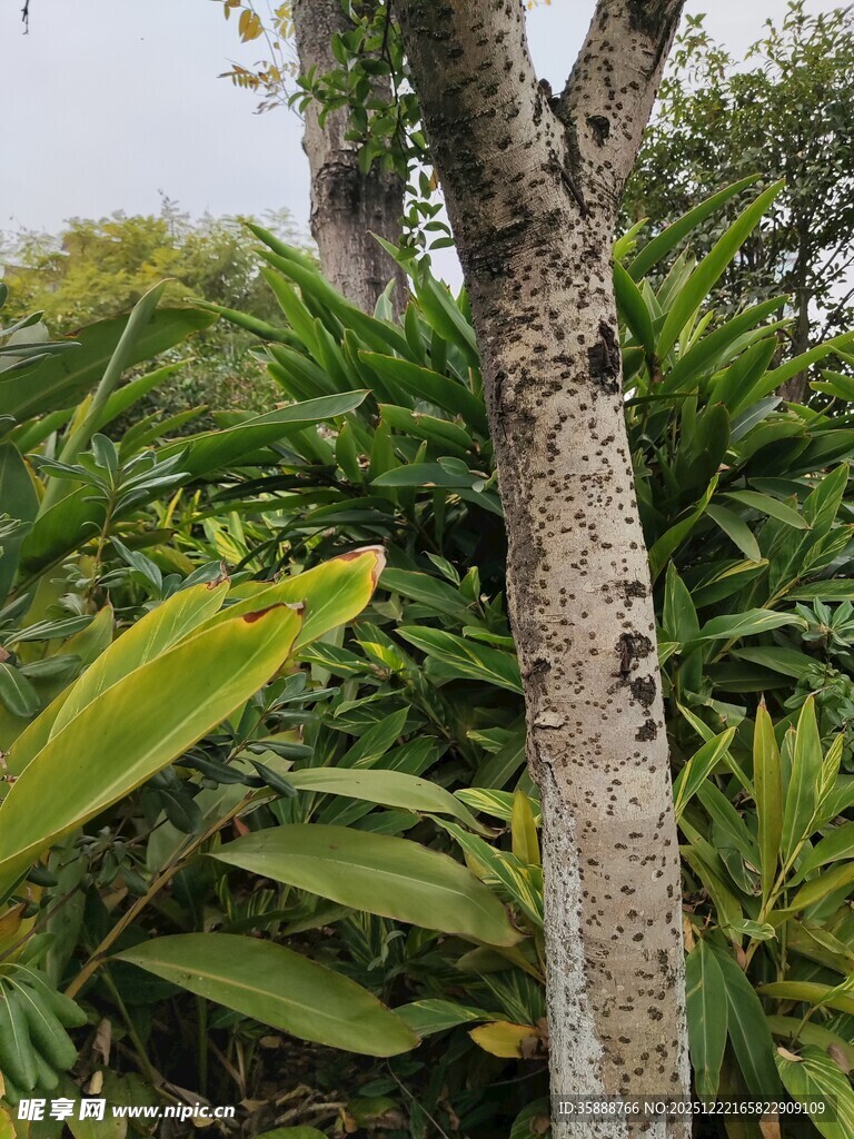 树干旁的繁茂绿植