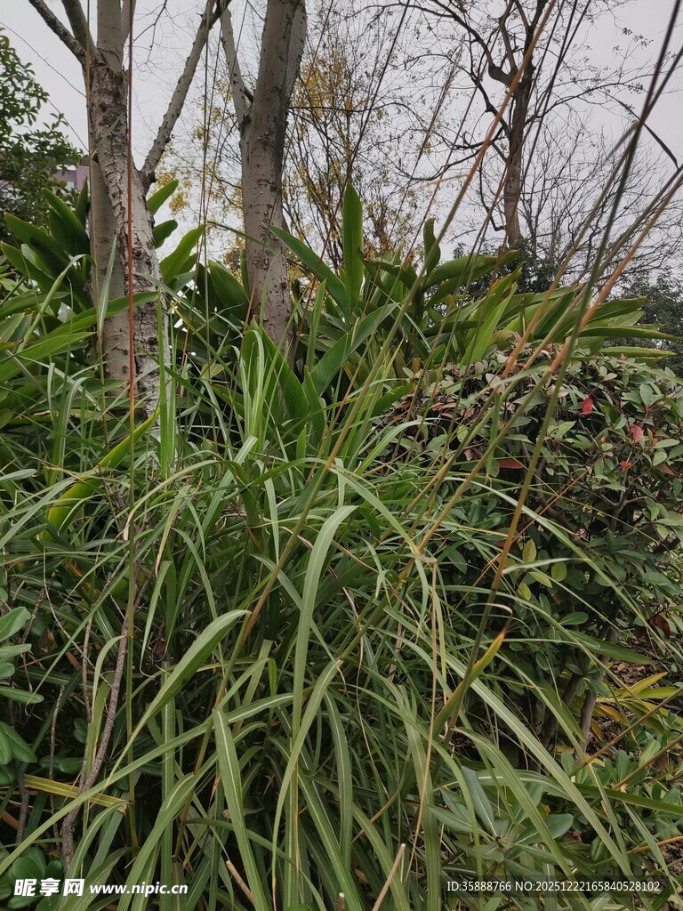 户外丛生的绿色植物