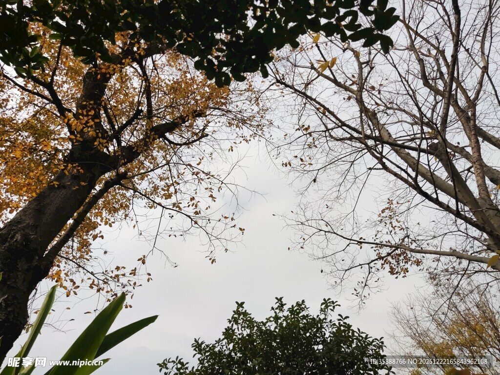 秋日树梢间的天空景致