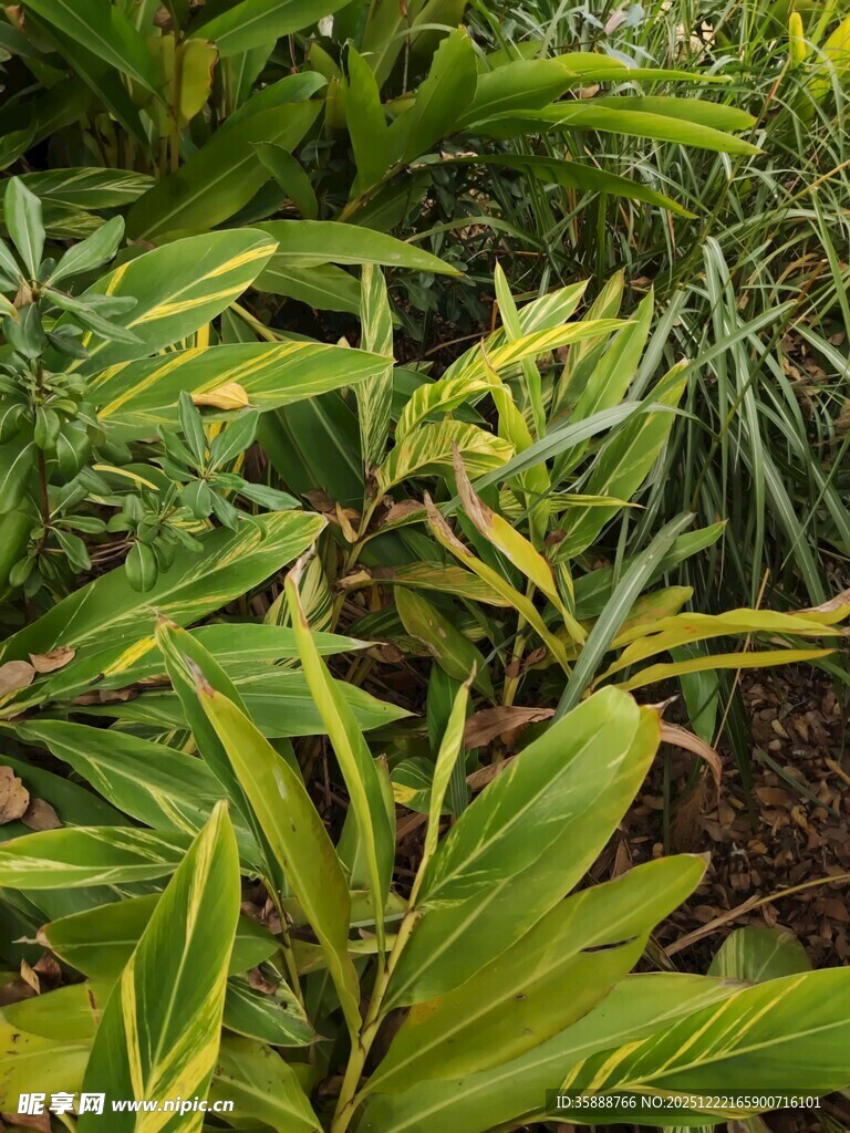 多彩斑斓的观赏绿植