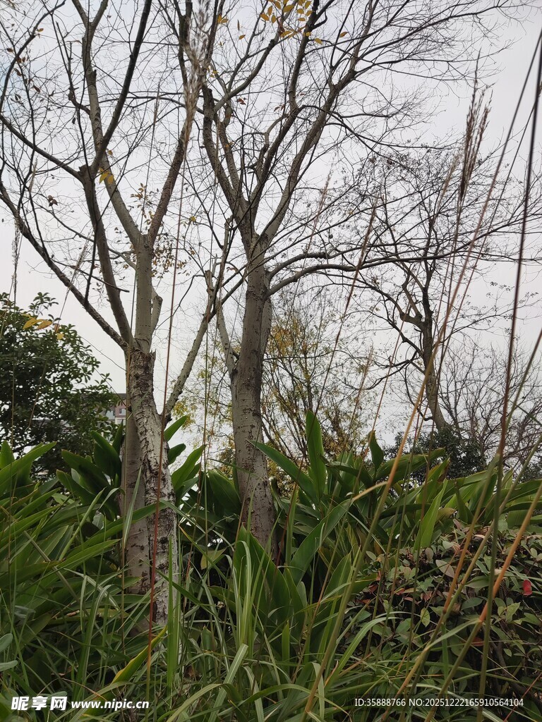 冬日枯树旁的繁茂绿植