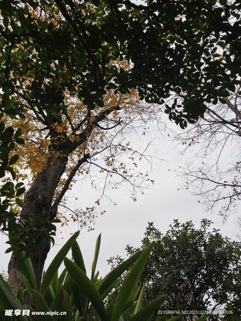 透过枝叶看天空