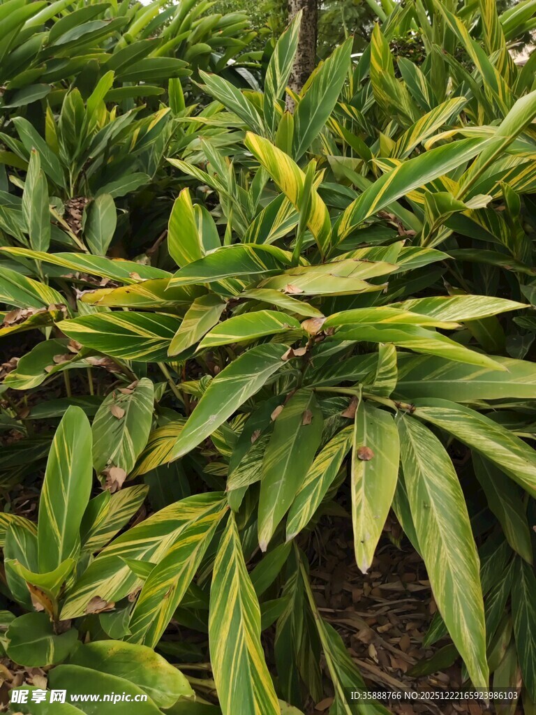 翠绿叶片的植物特写