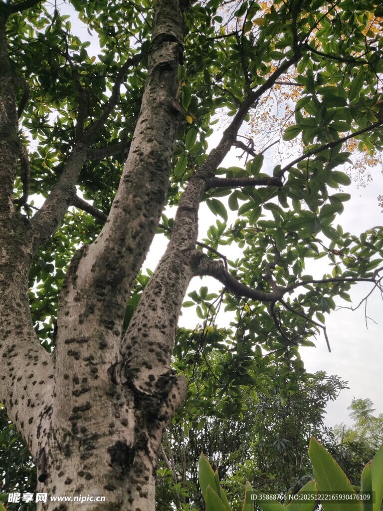 粗壮斑驳的大树