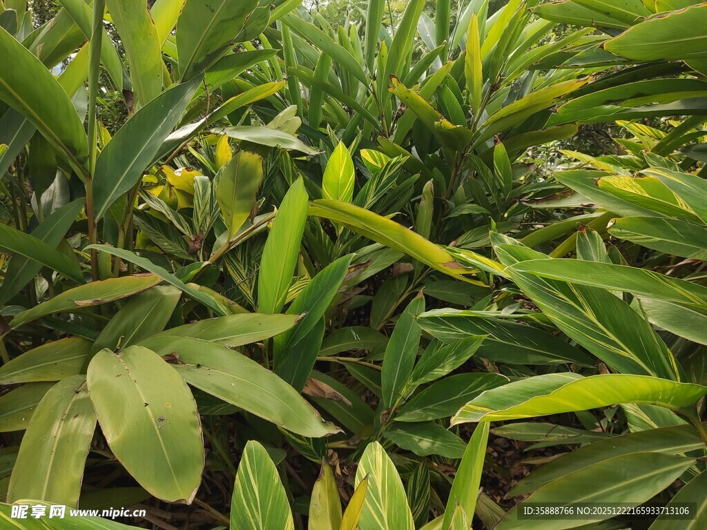 繁茂绿植展现盎然生机