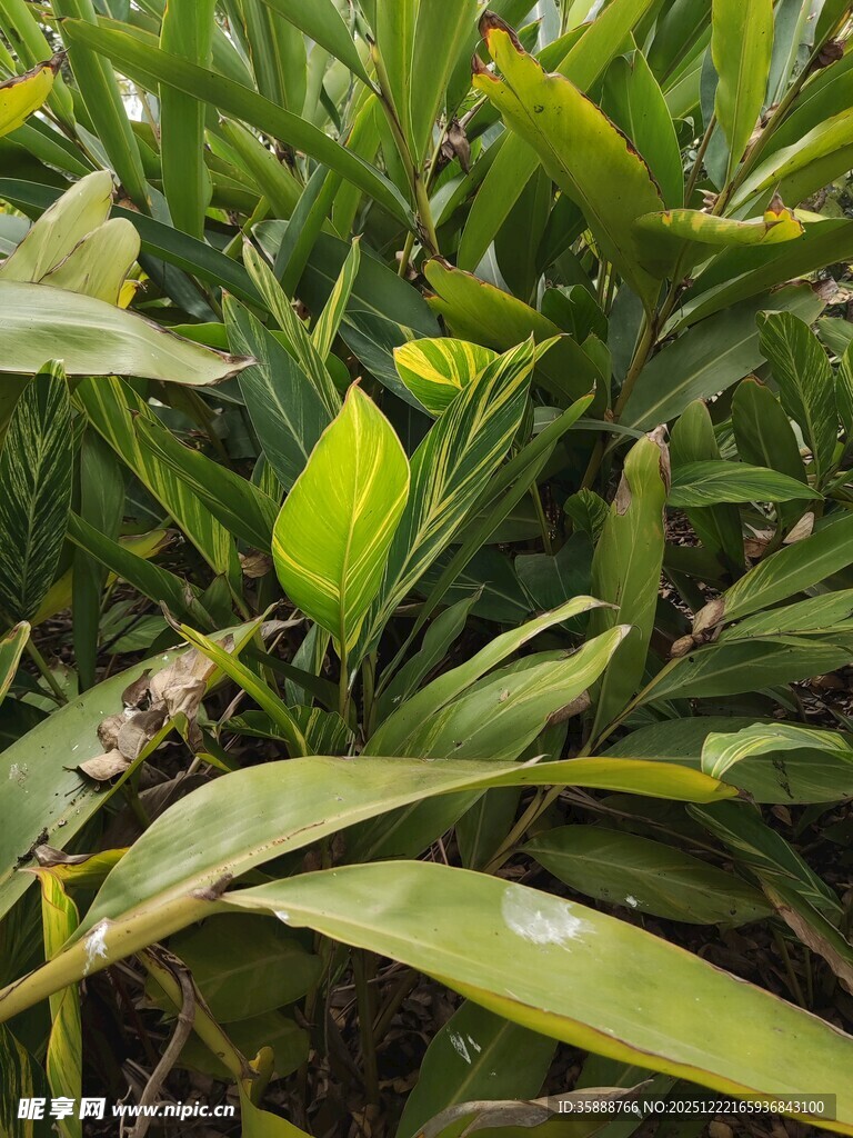 绿叶丛中的青蛙