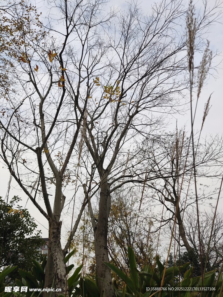 冬日枯树景象
