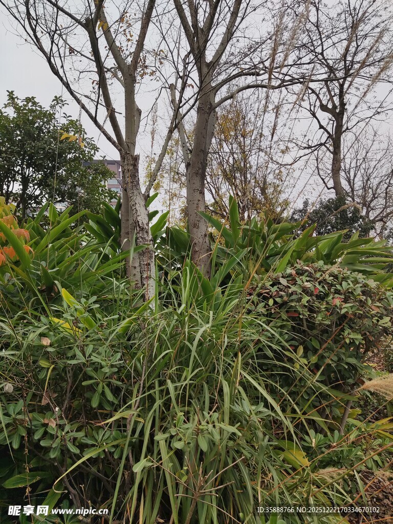 冬日园林中的绿植景观