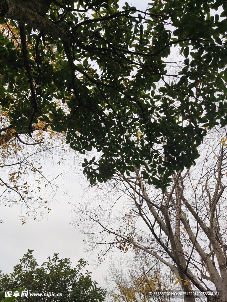 枝叶繁茂的树木景观