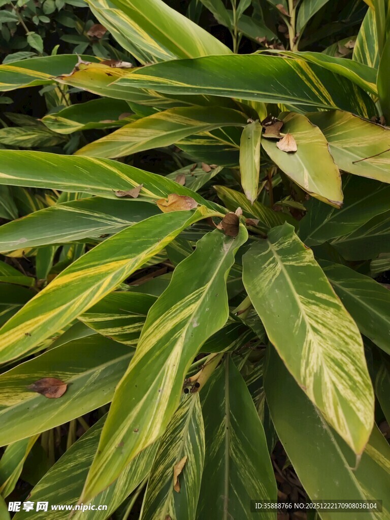 翠绿斑斓的观叶植物叶片