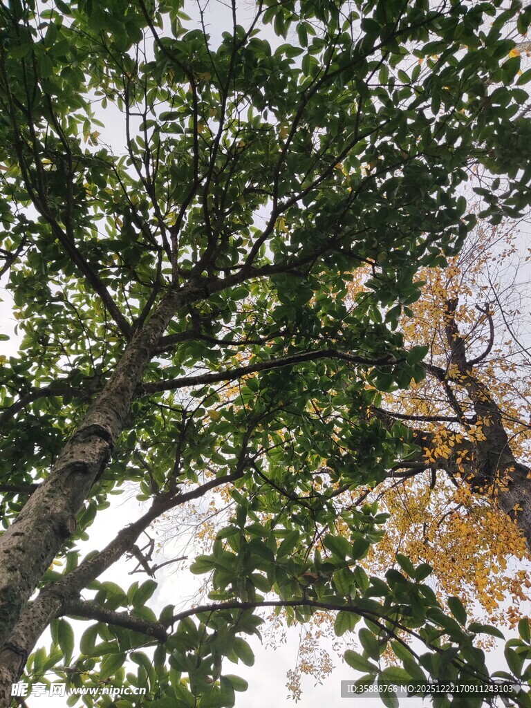 仰视繁茂树木枝叶景观