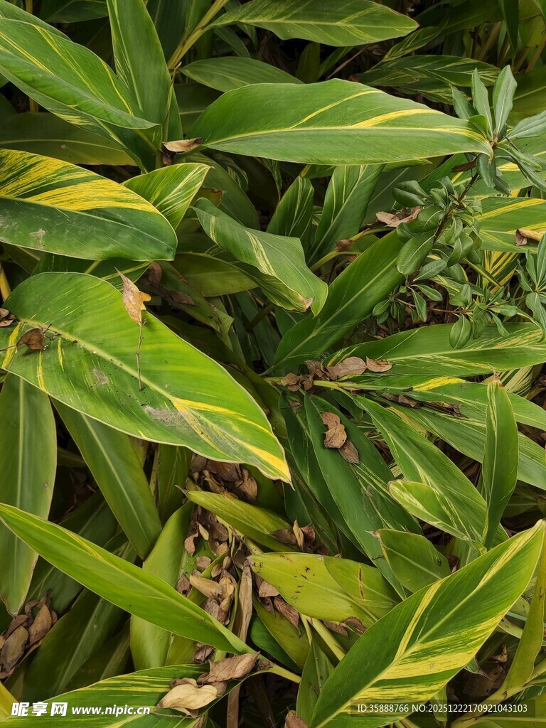 翠绿斑斓的热带植物叶片