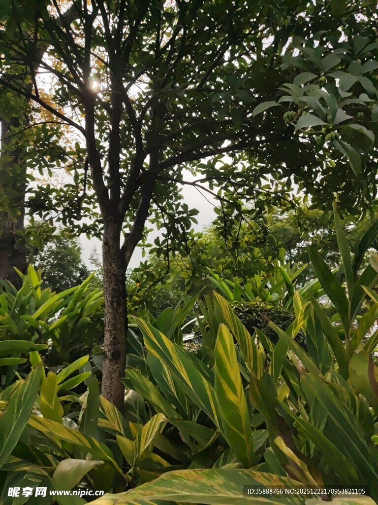 繁茂绿植中的挺拔树木