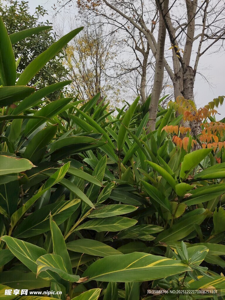 繁茂绿植与挺拔树木