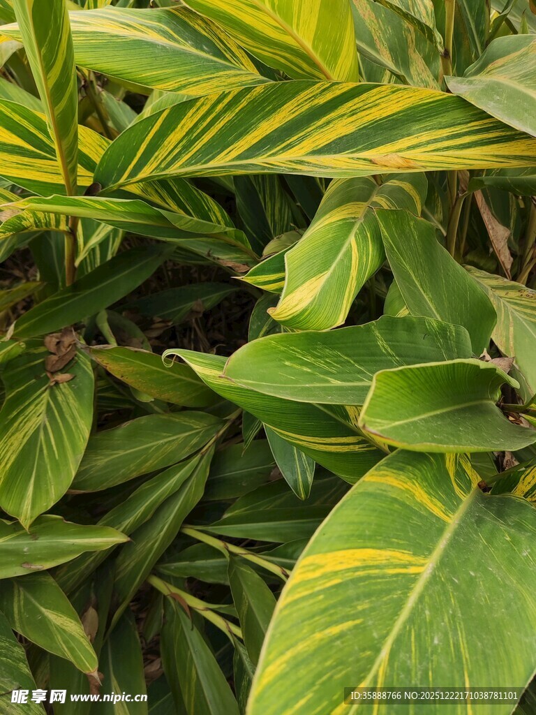 斑斓绿植叶片特写