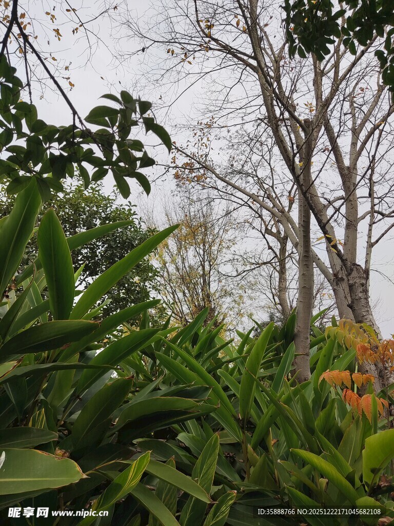 林间绿植与光秃树木景观