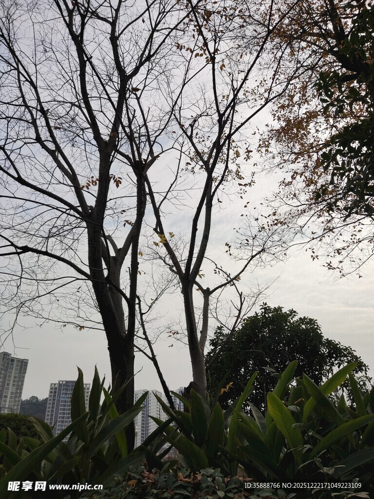 冬日枯树与繁茂绿植交织