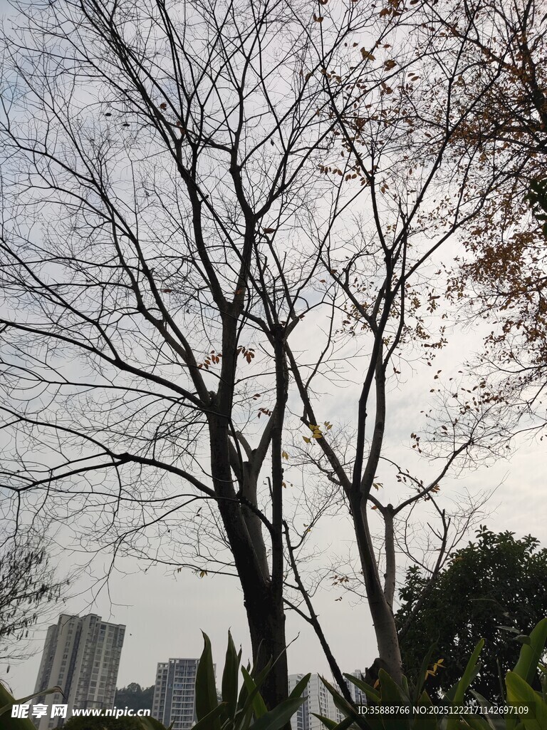冬日枯树与远处高楼