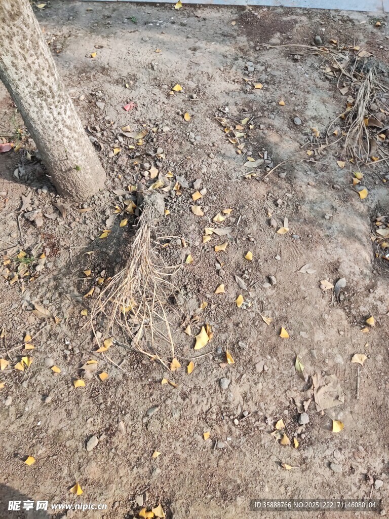 树根旁的地面与散落黄叶