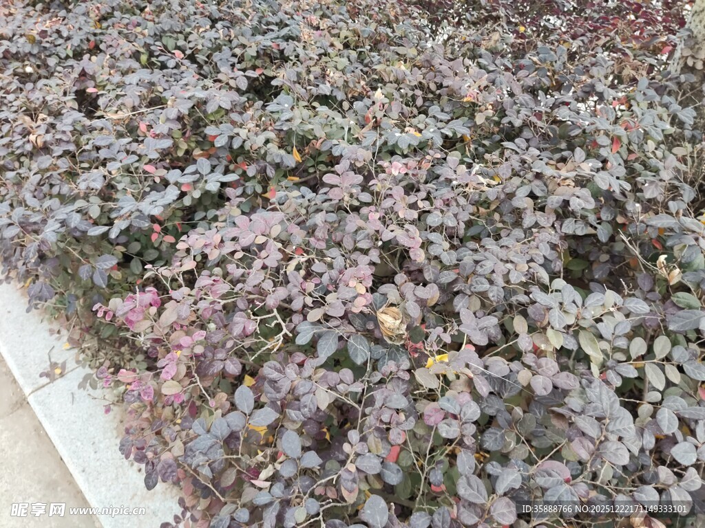 多彩多肉植物密集生长