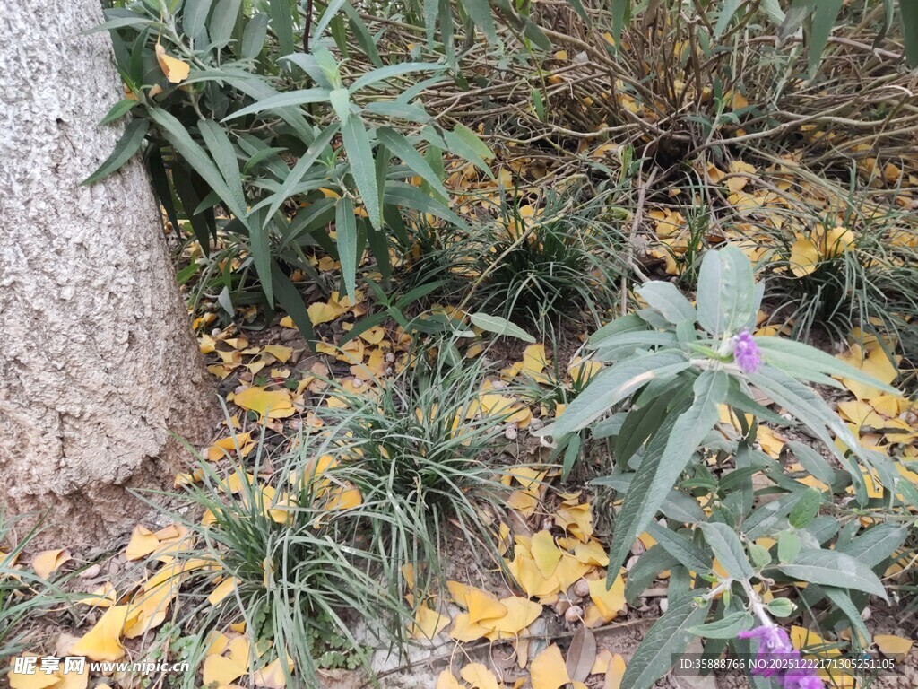 树下秋景黄叶绿植相伴