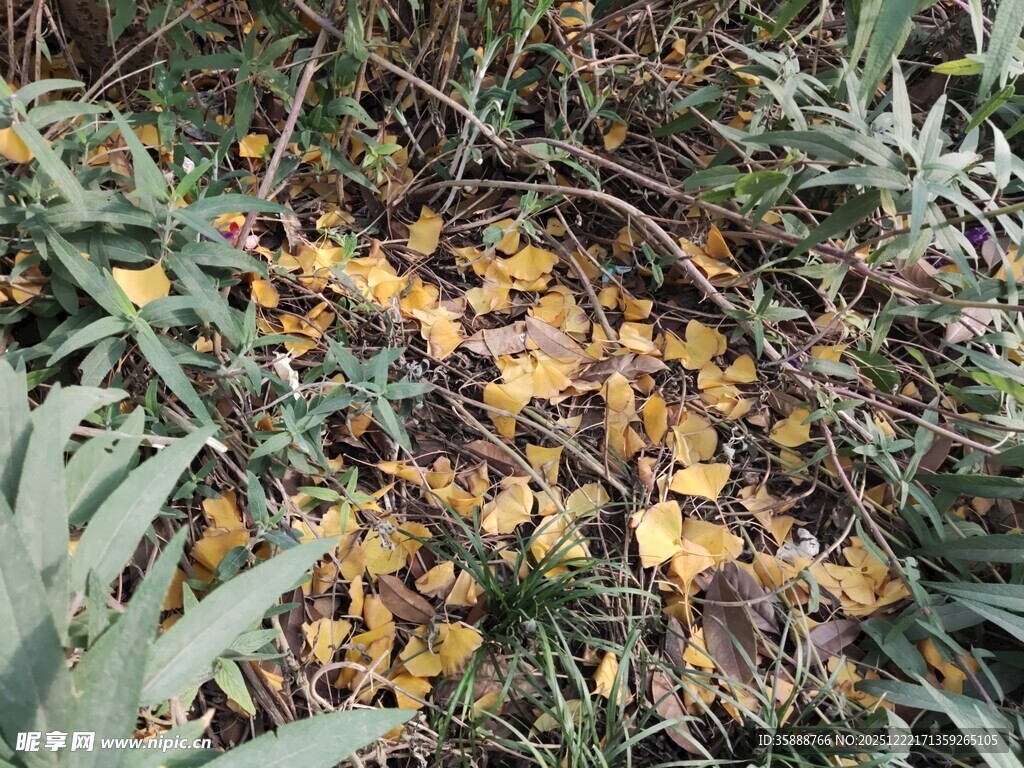 地上散落的枯黄银杏叶