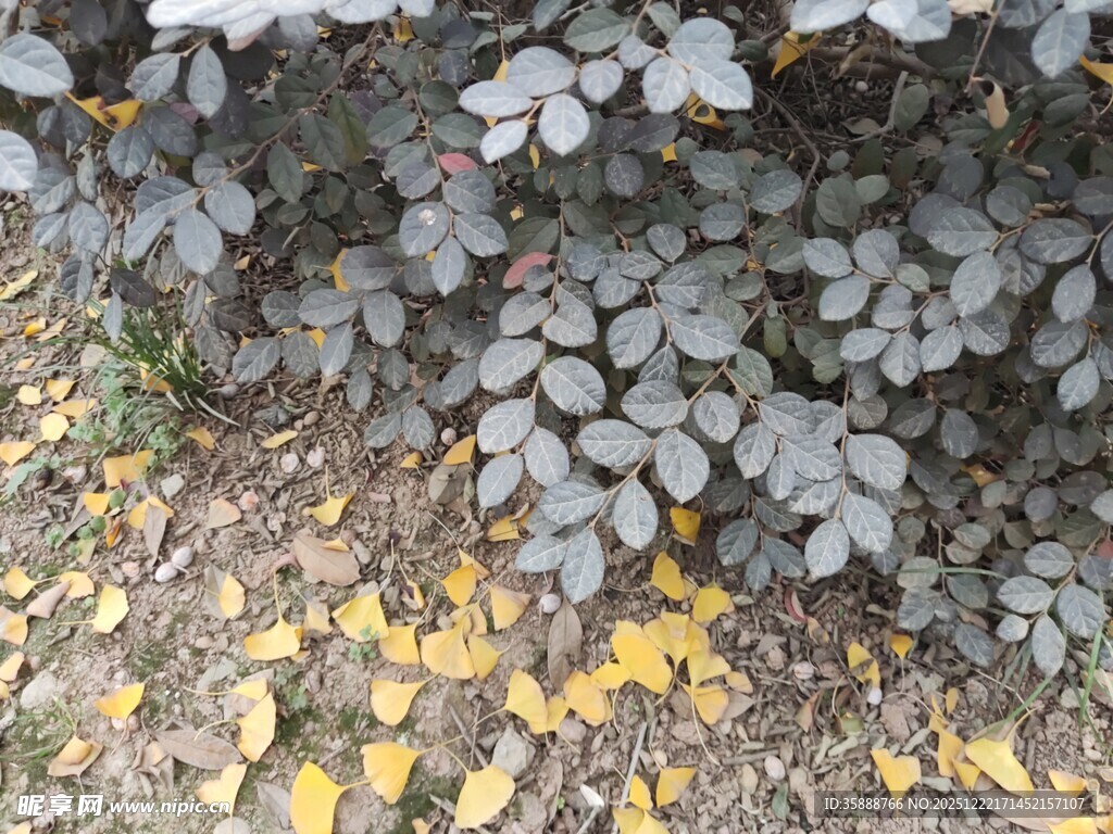 地面枯叶与灰叶植物景象