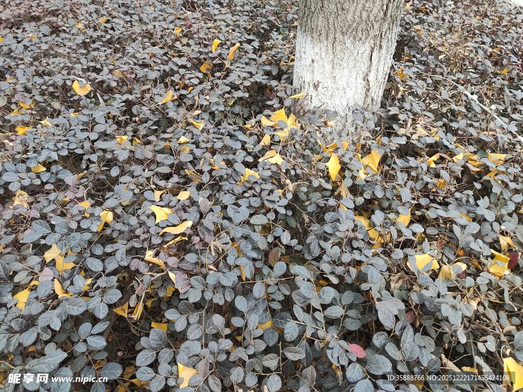 地面散落的葡萄与黄叶
