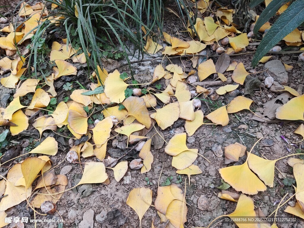 秋日银杏落叶铺满地面