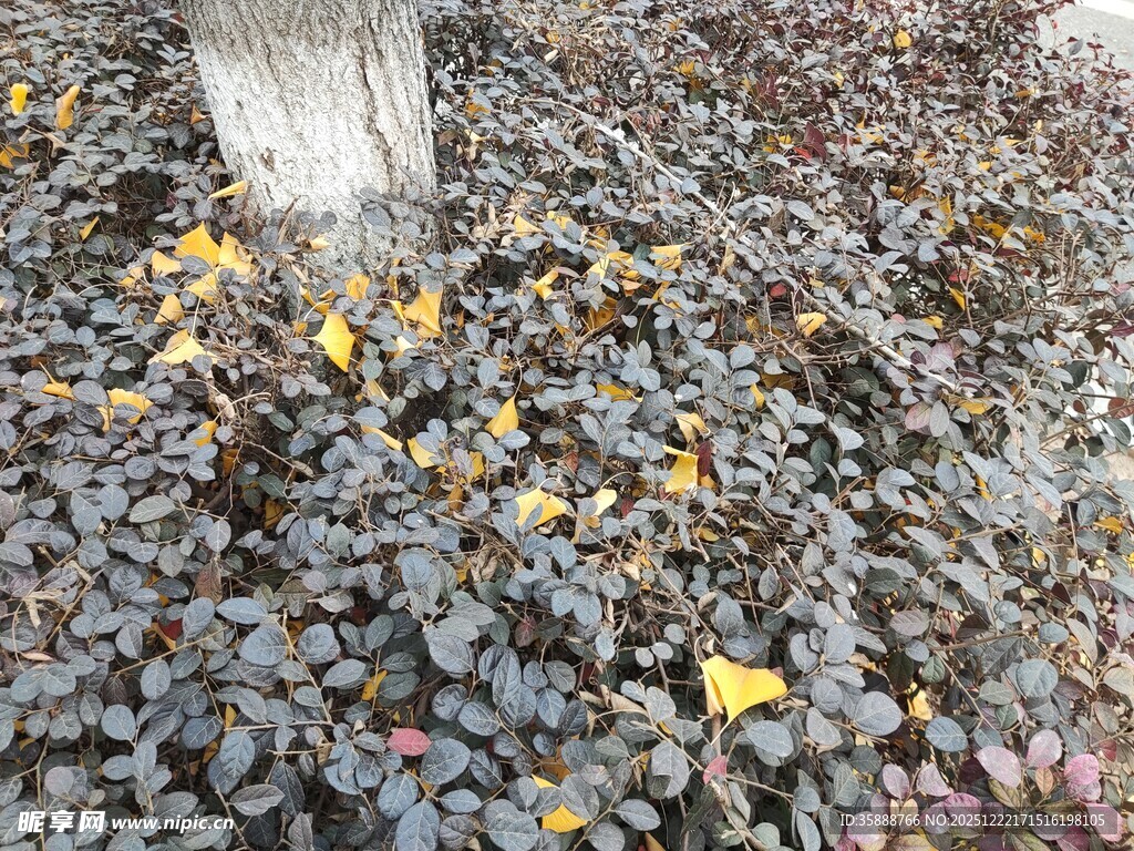 树下落叶缤纷的美丽景象