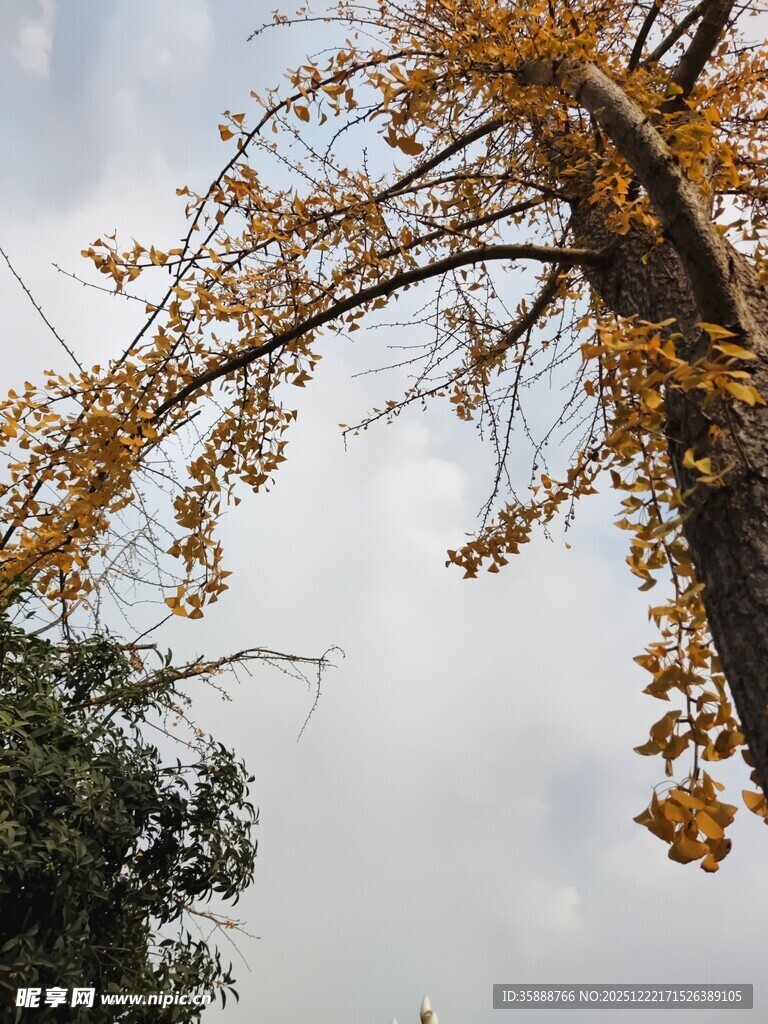 秋日银杏树枝展向天空