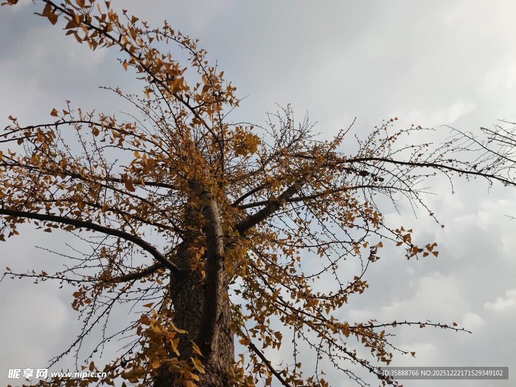 秋日孤树尽显萧瑟之美