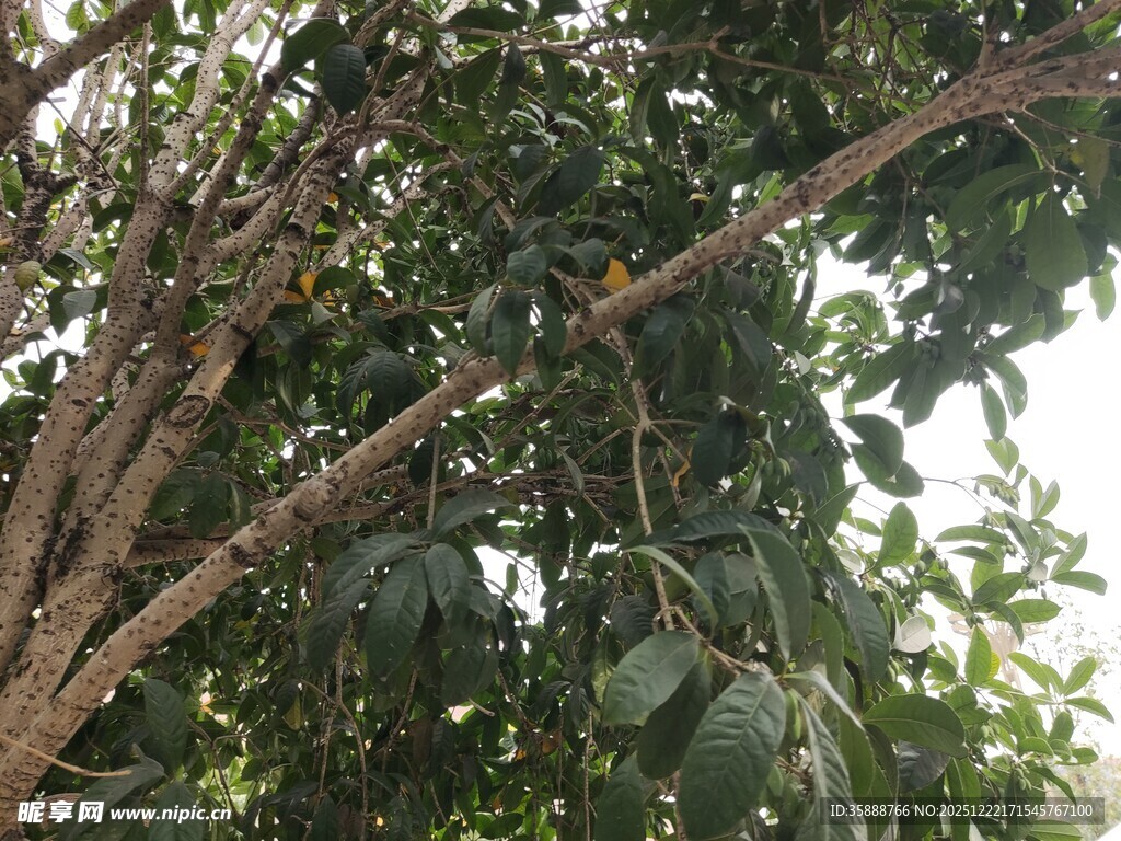 繁茂树上果实与枝叶展现