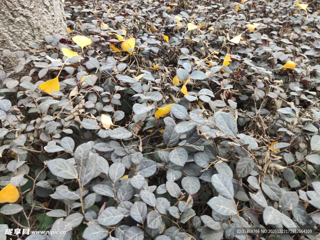 地面散落的枯叶与碎石