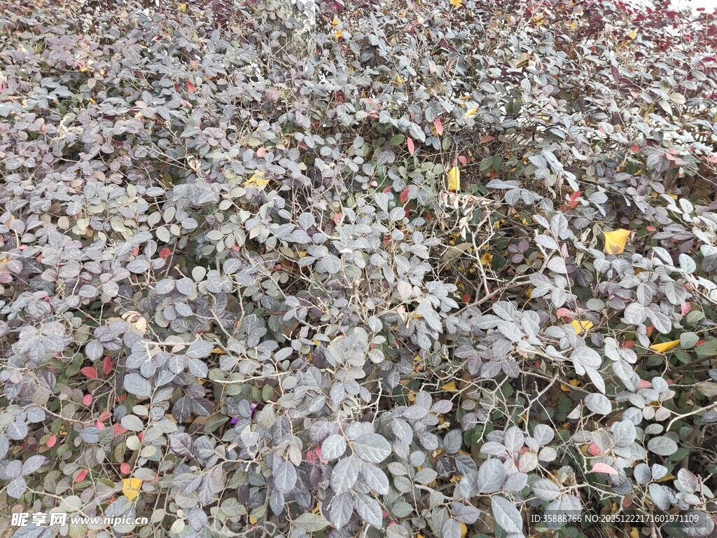 繁茂植物景观图