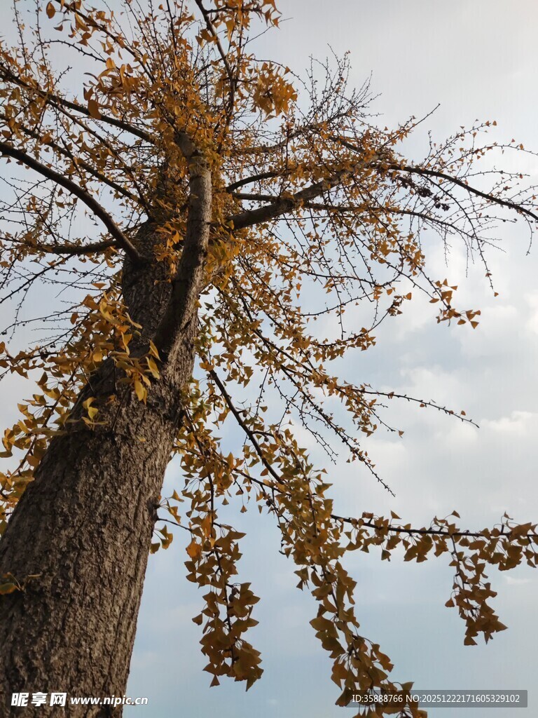秋日孤树黄叶低垂