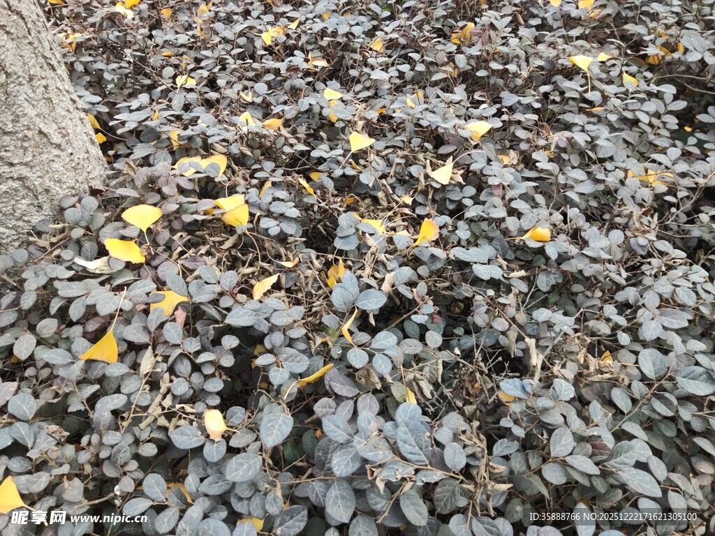 地面散落枯叶与黄花