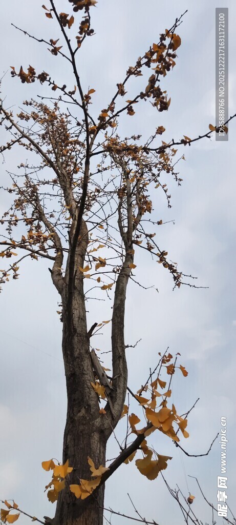 秋日枯树枝头黄叶飘零