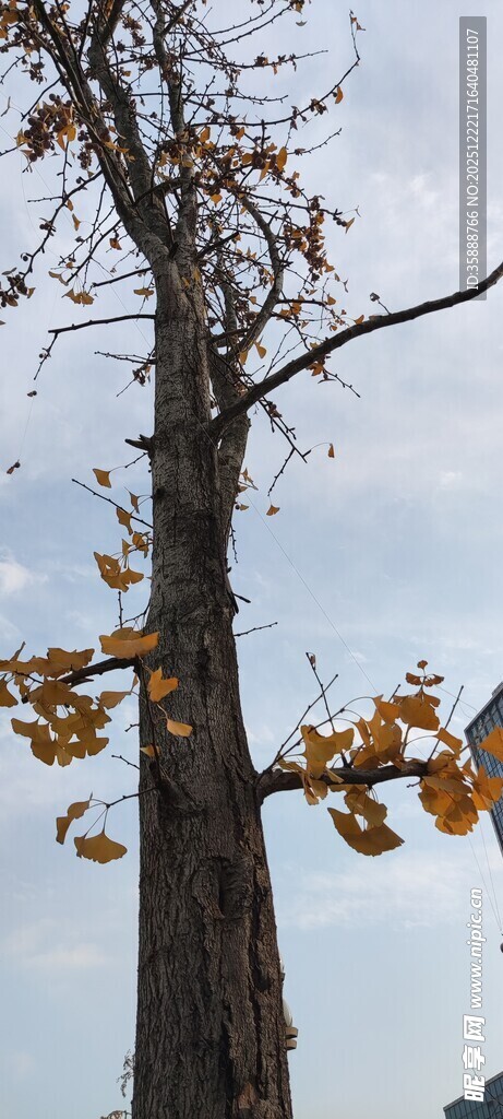 秋日孤树黄叶飘零