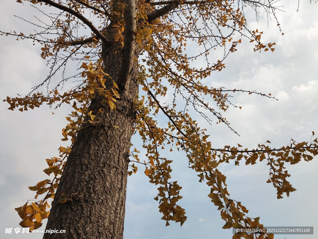 秋日银杏孤树展枝